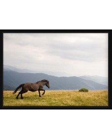 PLAKAT - Galopperende islandsk hest