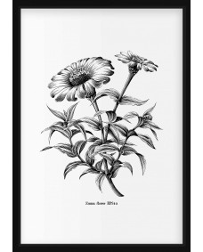 Plakat - Zinnia Flower