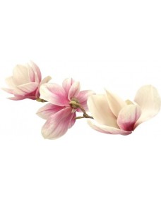 Wallsticker - Hvide Blomster