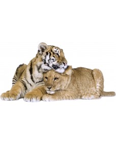 Wallsticker - Tiger og Løve