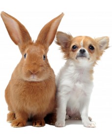 Wallsticker - Hund og kanin