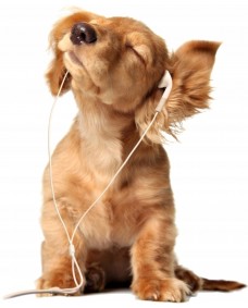 Wallsticker - Hund i hovedtelefoner