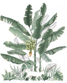 Wallsticker - Bananplante