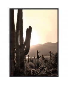 Plakat - Desert Cactus / Fladpakket