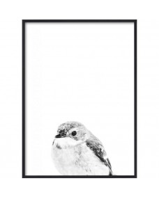 Plakat - B&W Little Bird / Fladpakket