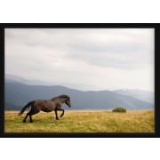 Plakat - Islandsk hest