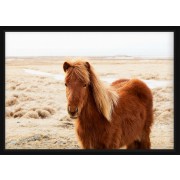 Plakat - Portræt islandsk hest