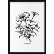 Plakat - Zinnia Flower