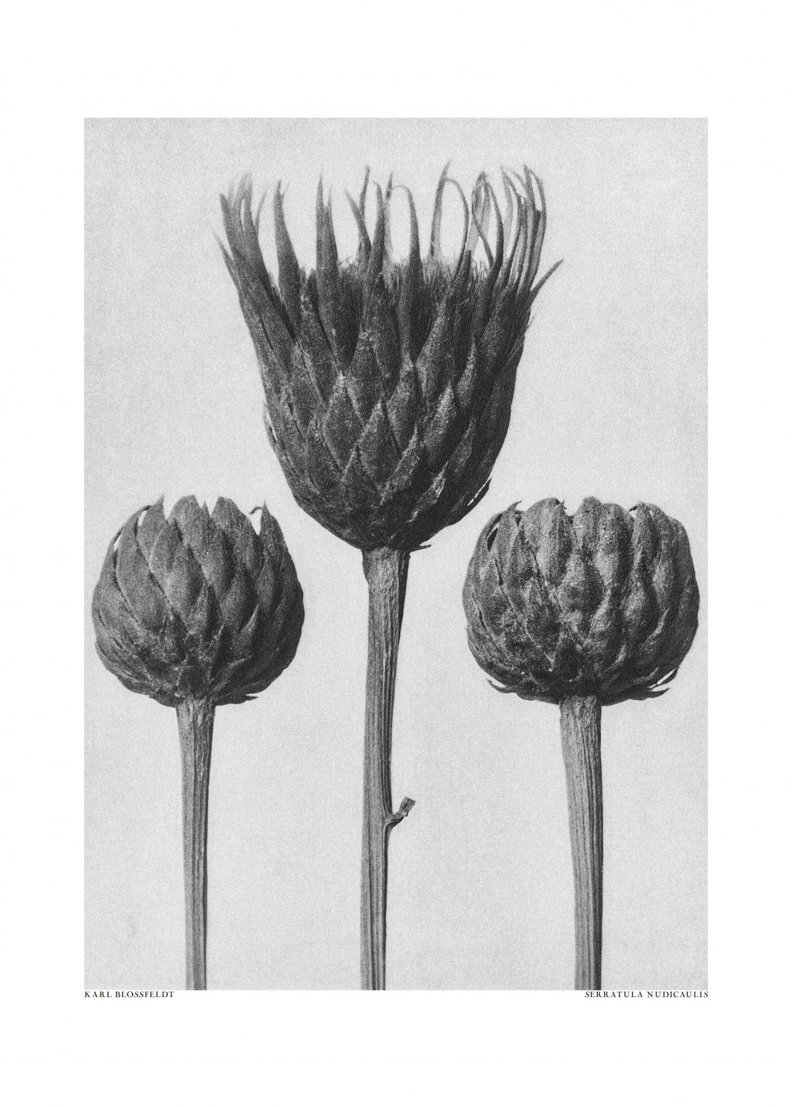 Plakat - Serratula Nudicaulis
