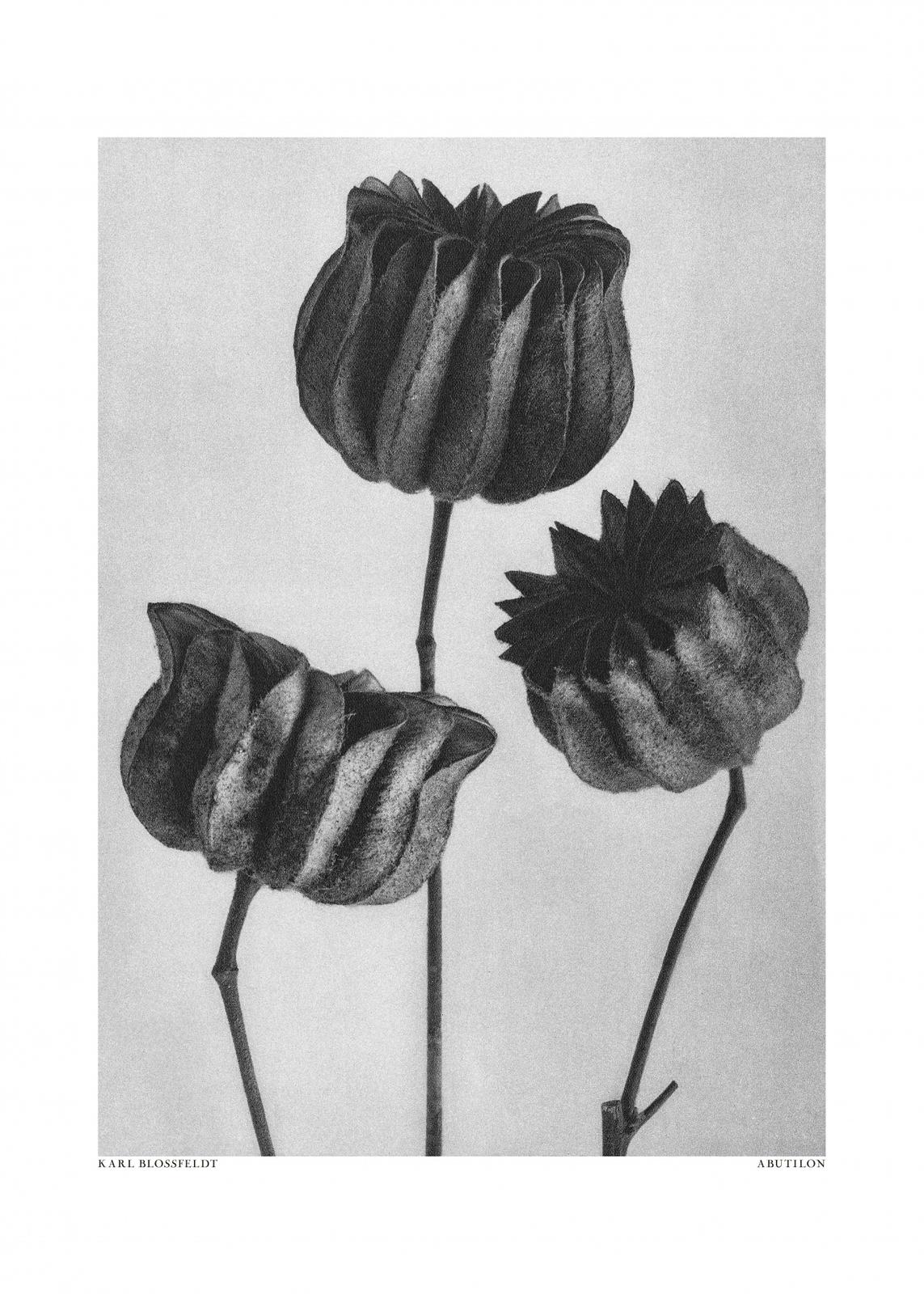 Poster - Abutilon af Karl Blossfeldt