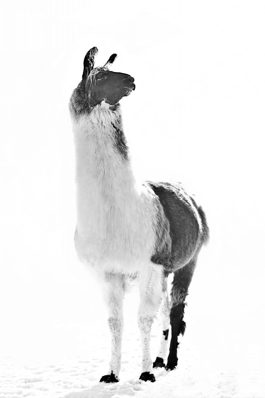 Plakat - Majestætisk Lama