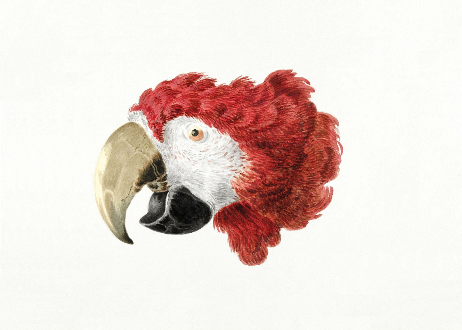 Plakat - Papegøje Illustration