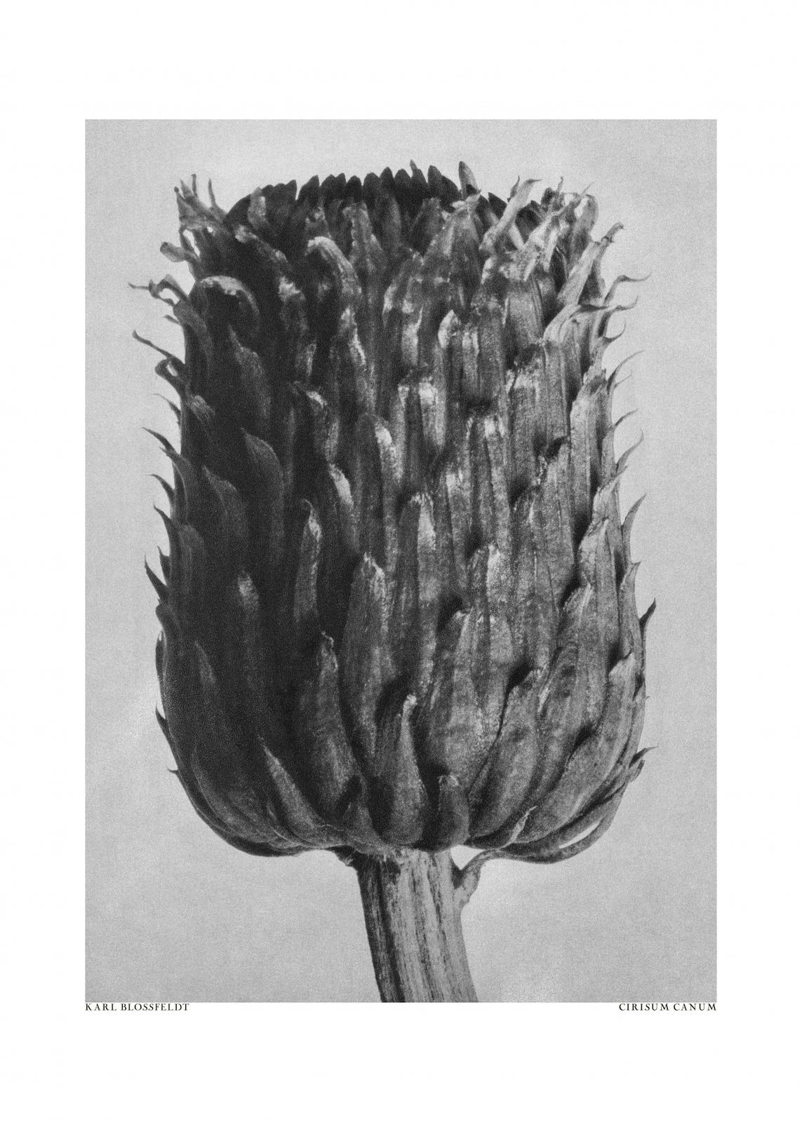 Plakat - Karl Blossfeldt Kunstværk