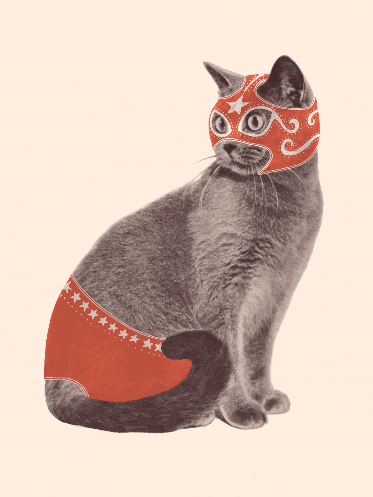 Plakat - Maskeret Kat